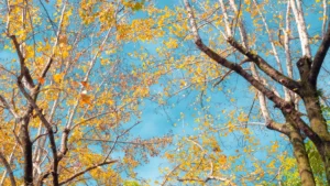 pexels 35795850